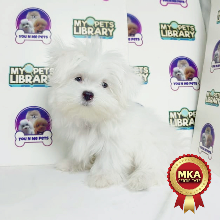 MKA Tiny Maltese Puppy