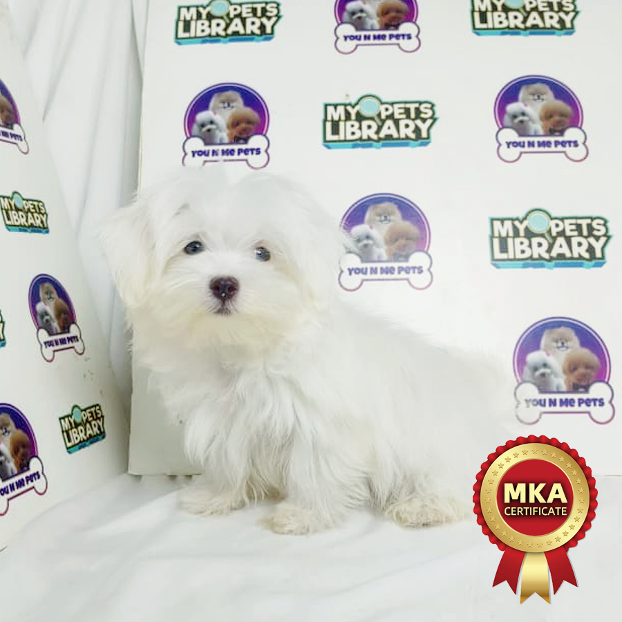 MKA Tiny Maltese Puppy