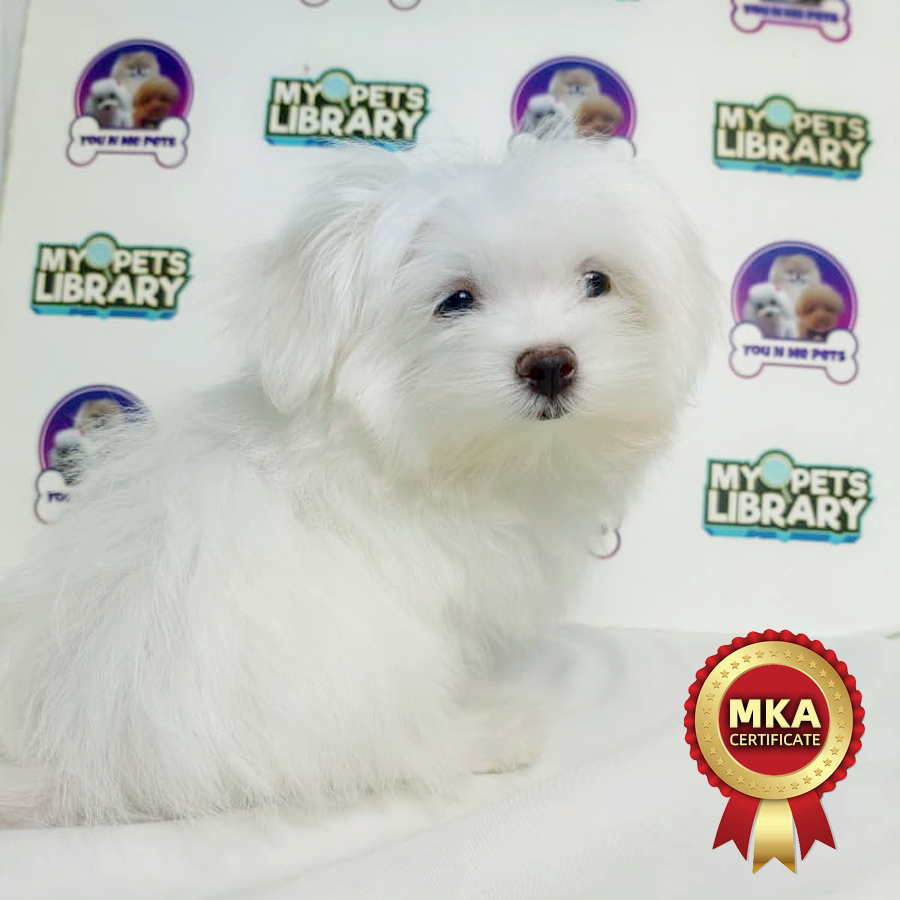 MKA Tiny Maltese Puppy