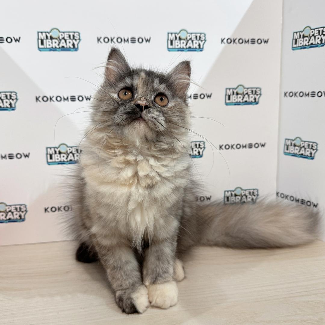 Minuet Napoleon Kitten