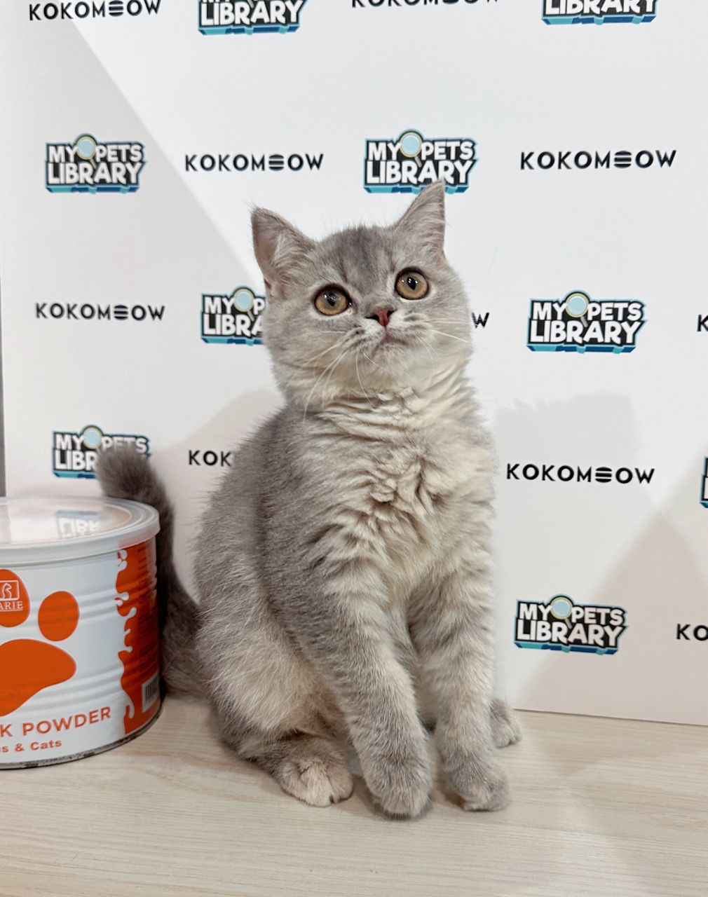 British Shorthair Kitten