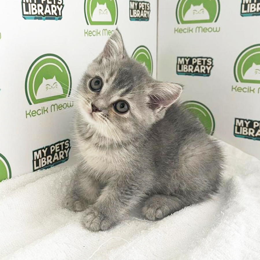 British Shorthair Kitten