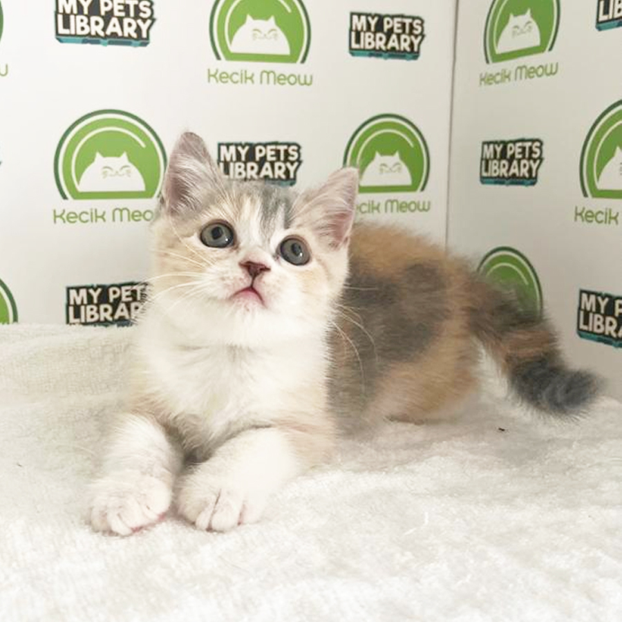 British Shorthair Kitten
