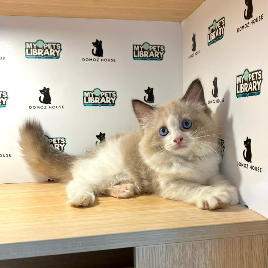 Ragdoll Kitten
