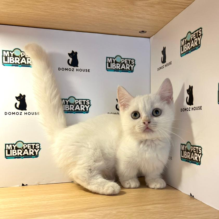 Munchkin Kitten