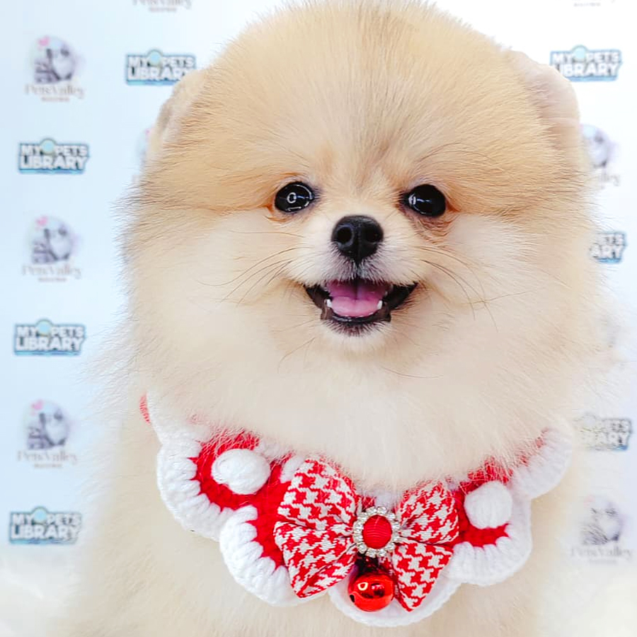 Pomeranian Puppy