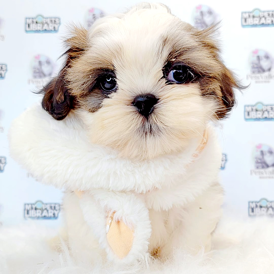Shih Tzu Puppy