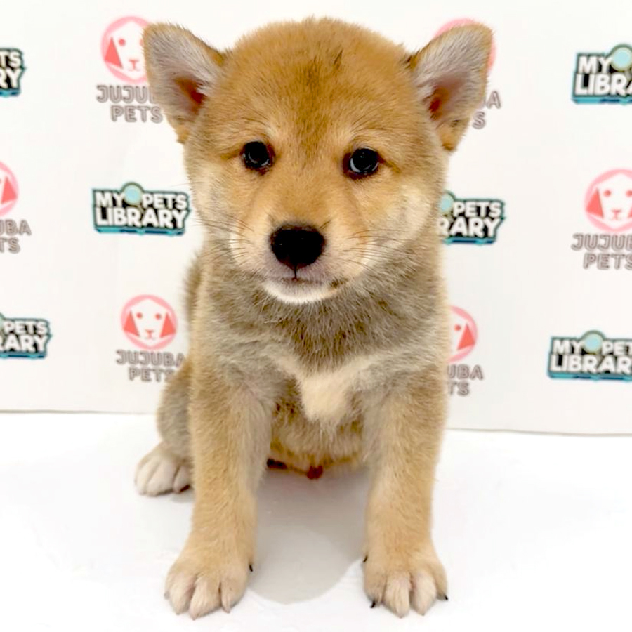 Mame Inu Puppy