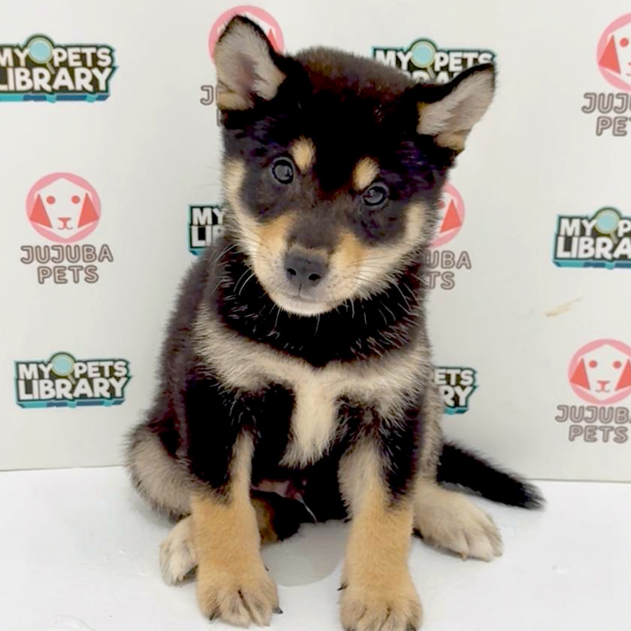 Mame Inu Puppy
