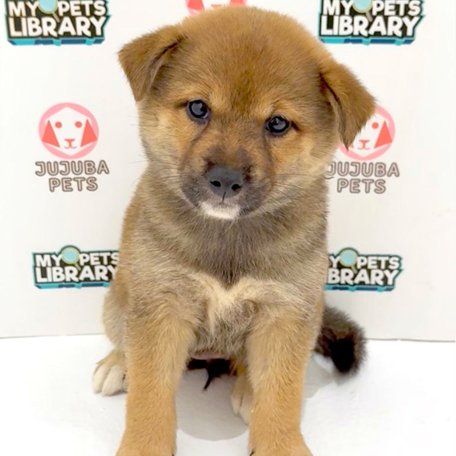 Mame Inu Puppy