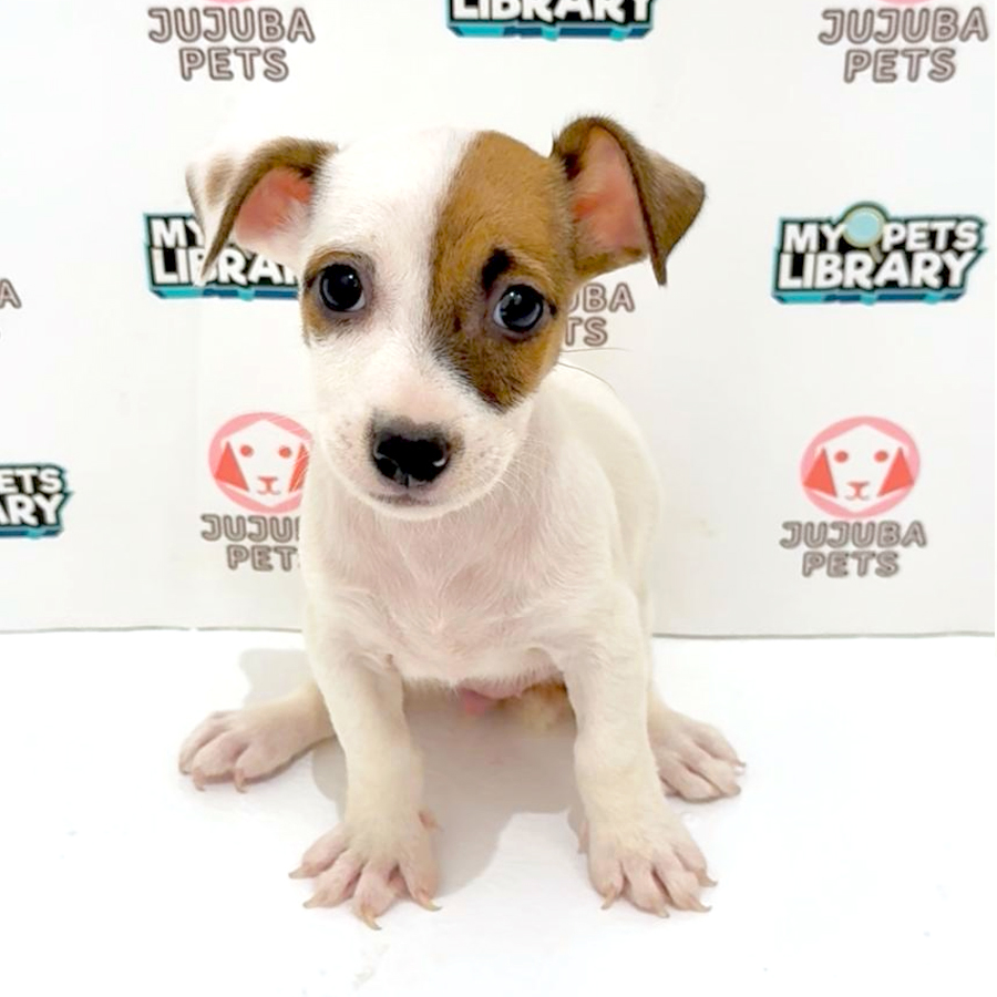 Jack Russell Puppy