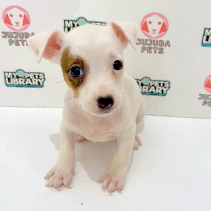 Jack Russell Puppy