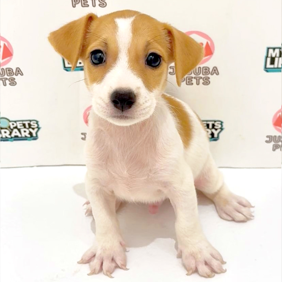 Jack Russell Puppy