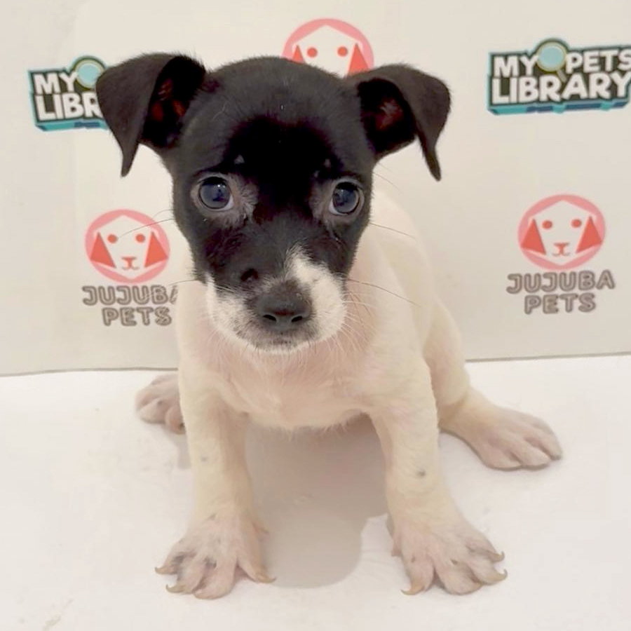 Jack Russell Puppy