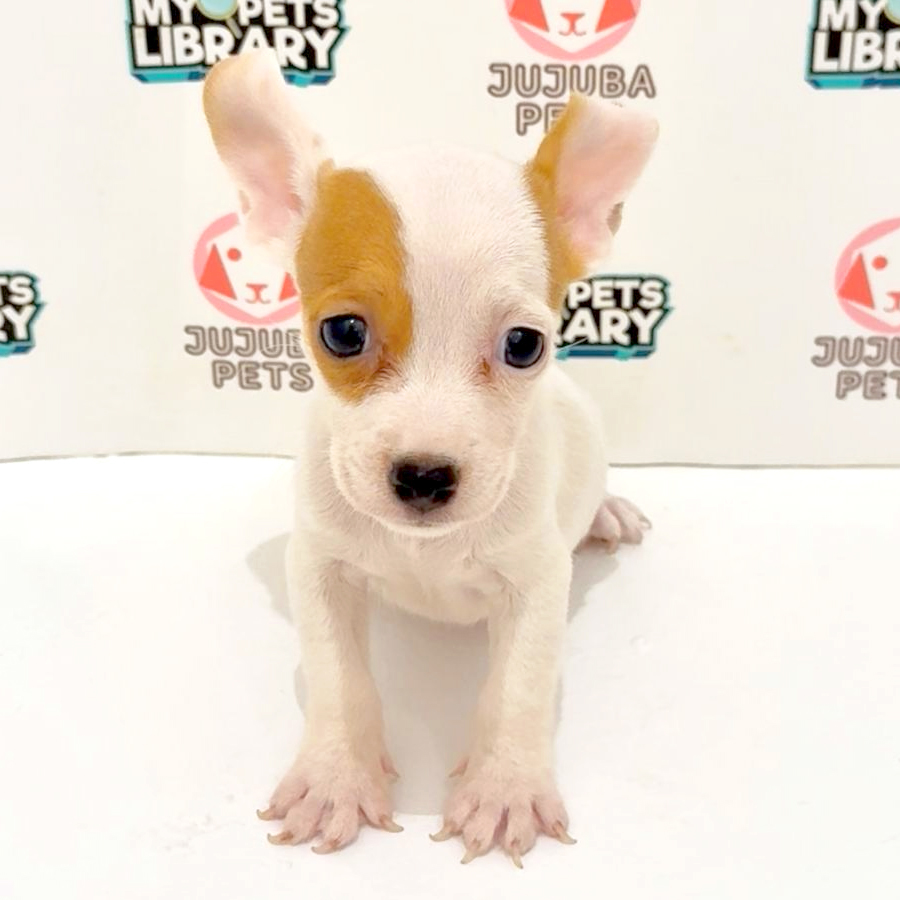 Jack Russell Puppy