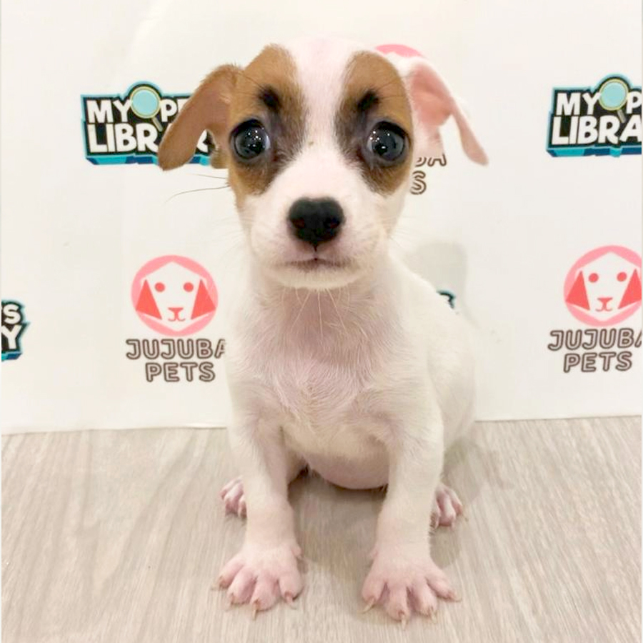 Jack Russell Puppy