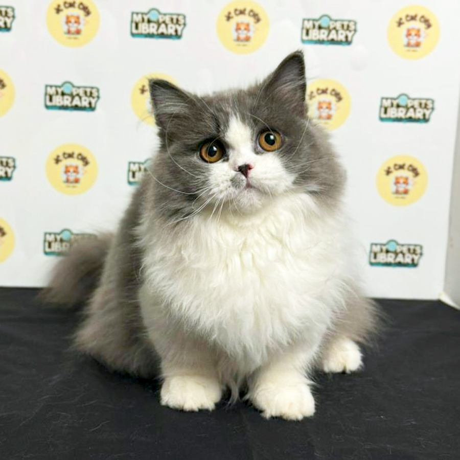 Minuet Napoleon Kitten