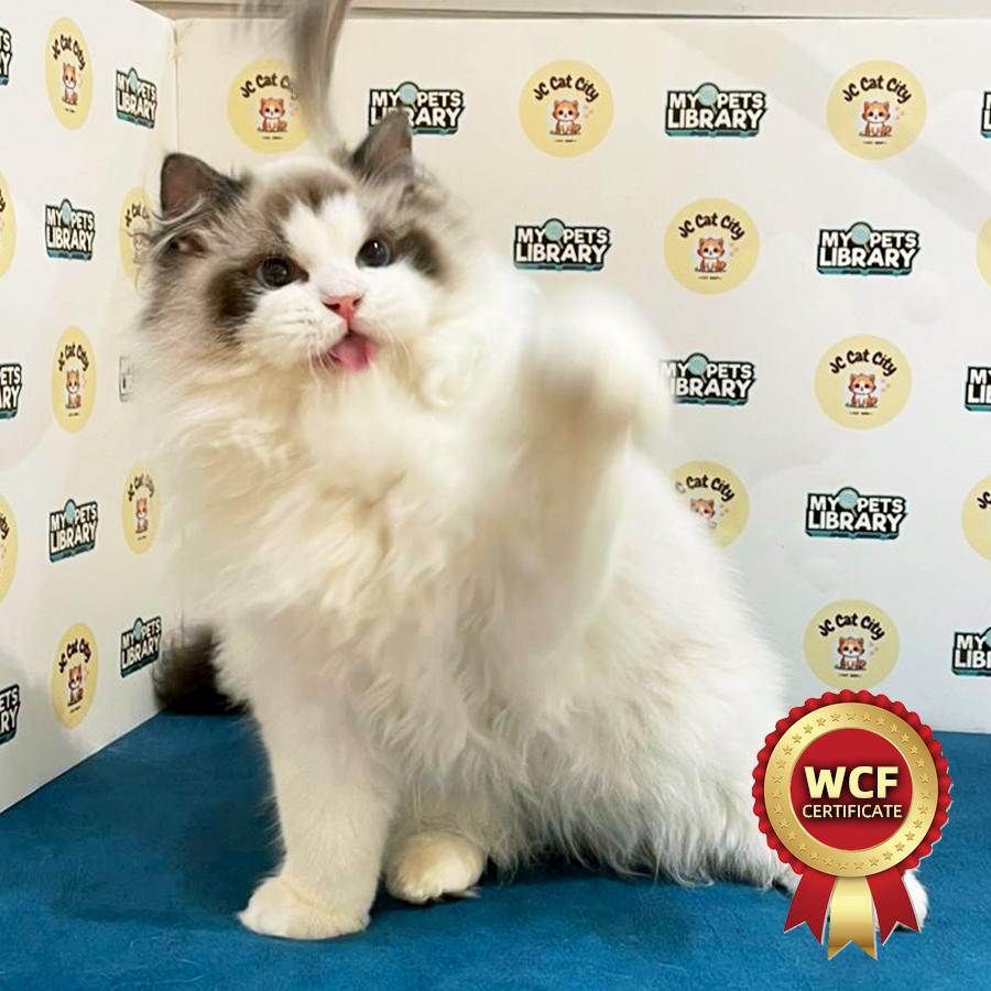 WCF Ragdoll Kitten