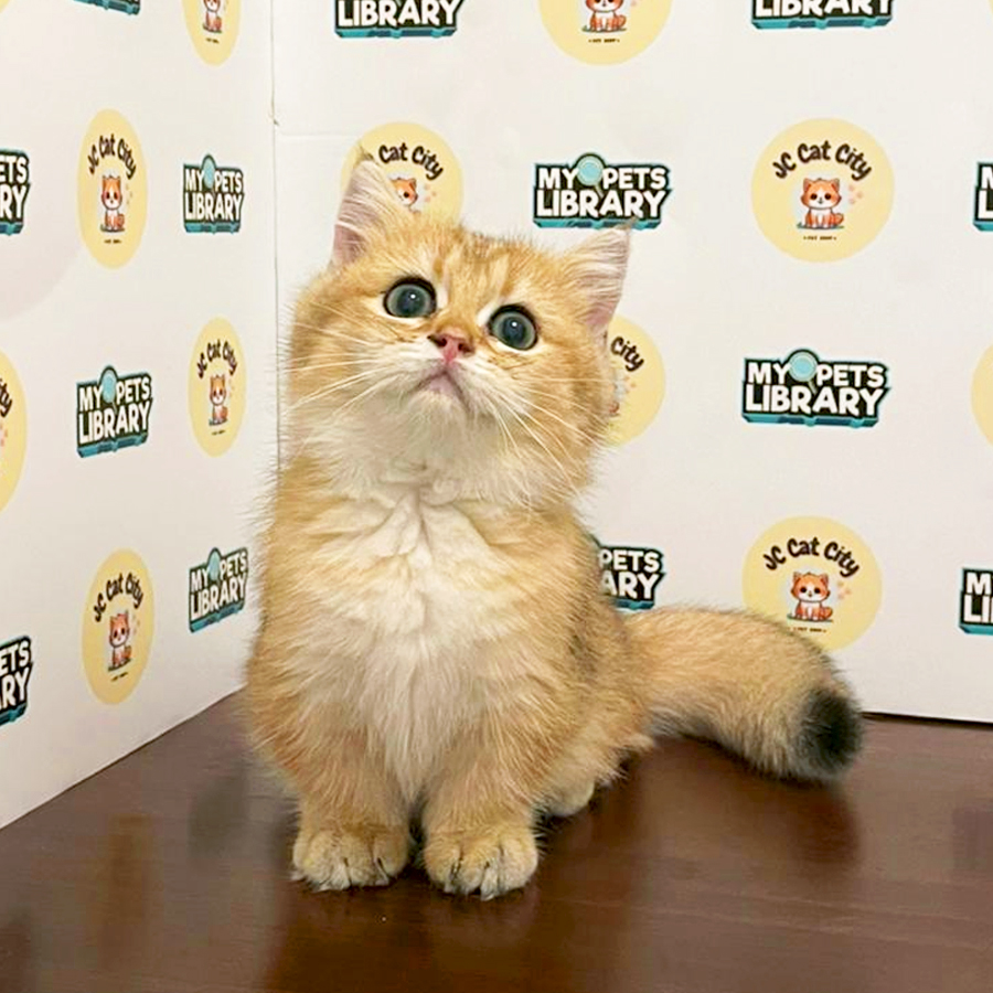 Munchkin Kitten