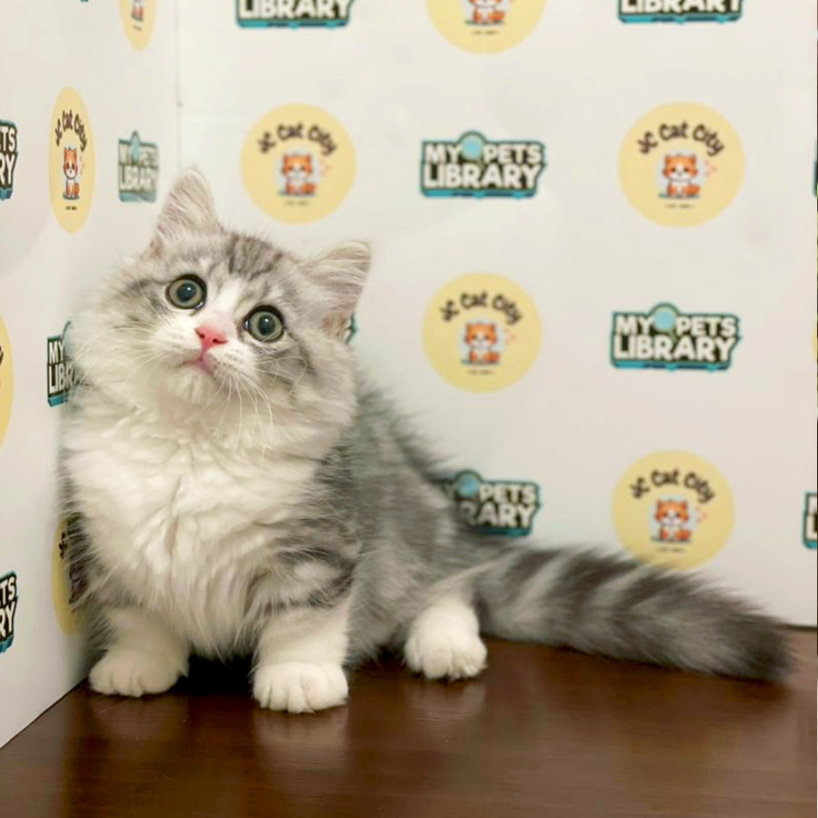 Minuet Napoleon Kitten