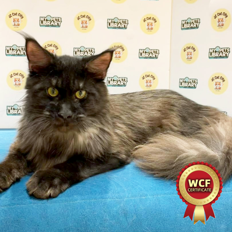 WCF Maine Coon Kitten