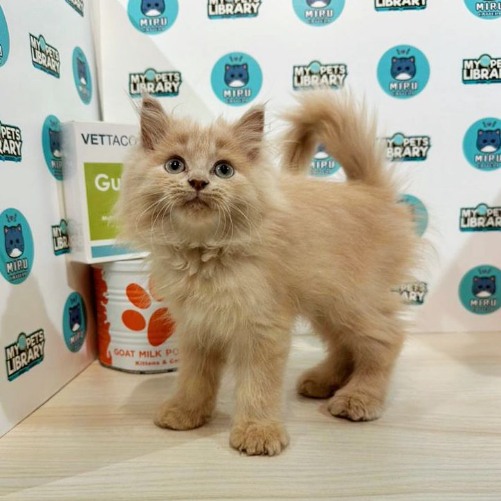 Turkish Angora Persian Kitten