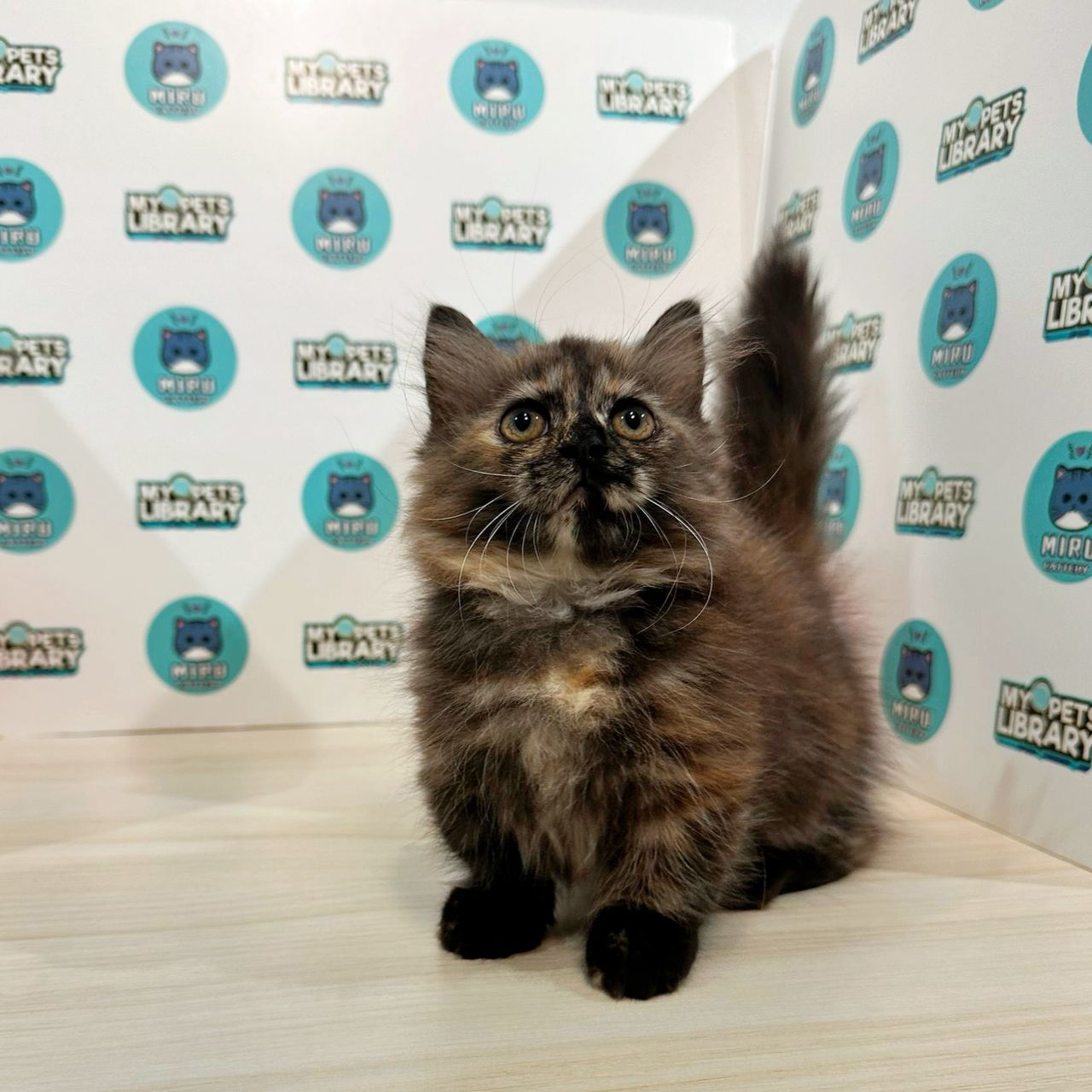 Super Short Munchkin Longhair Kitten