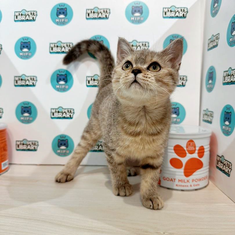 British Shorthair Kitten