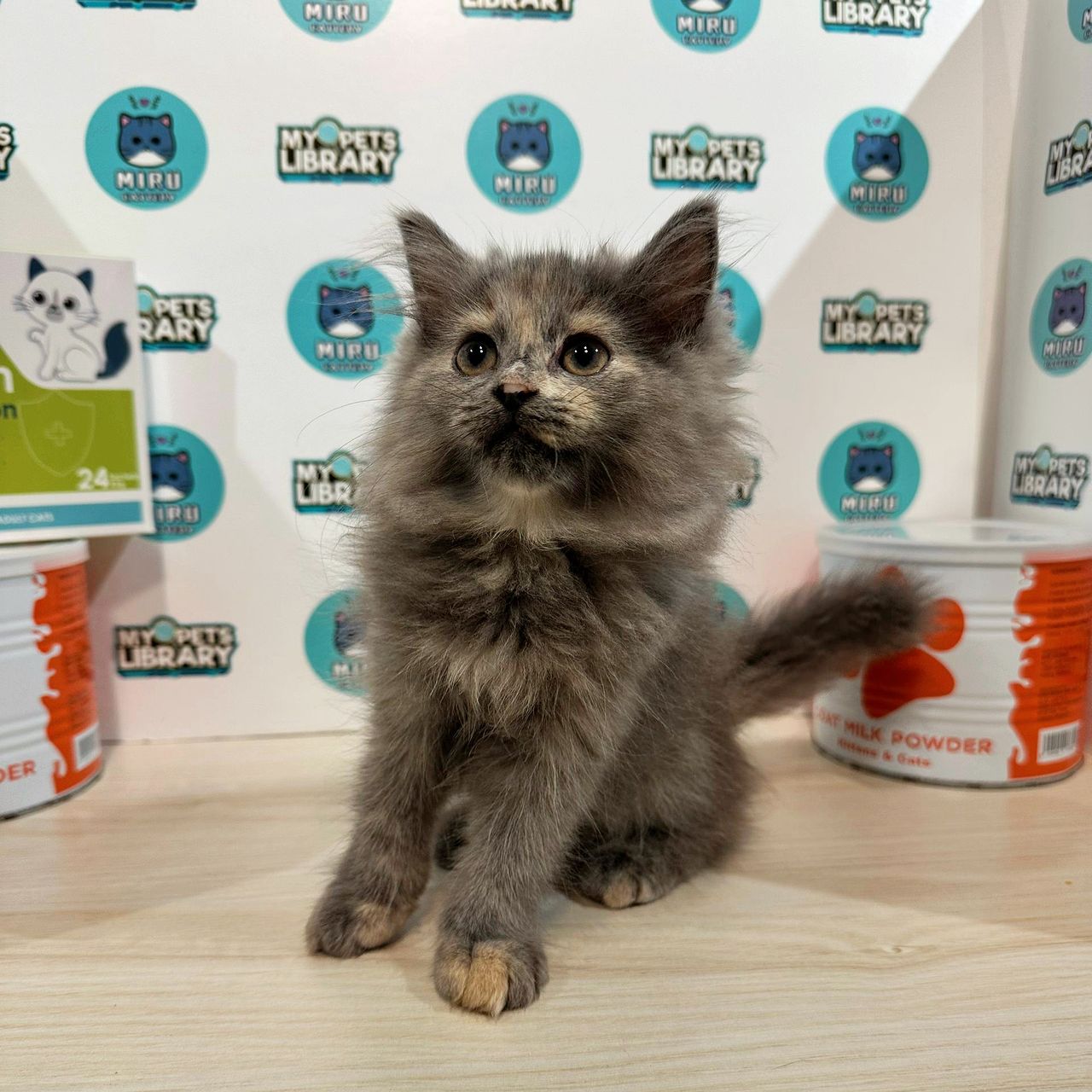 Turkish Angora Persian Kitten