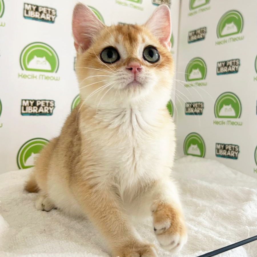 British Shorthair Kitten