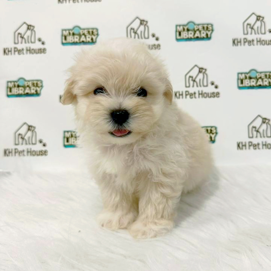 Maltipoo Puppy