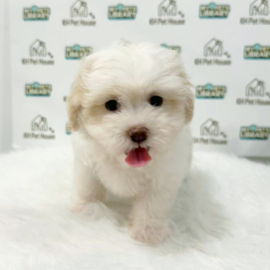 Maltipoo Puppy