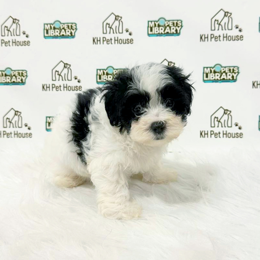 Maltipoo Puppy