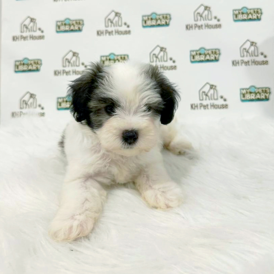Maltipoo Puppy