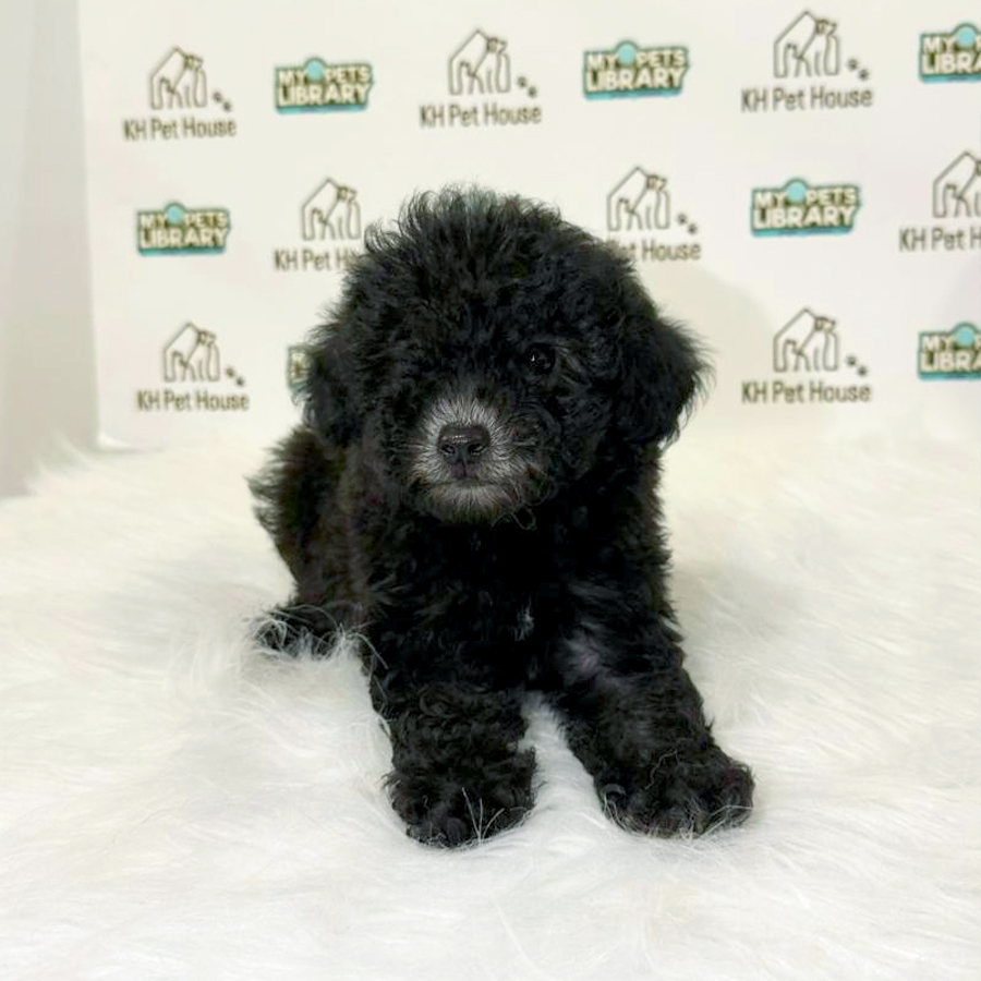 Toy Poodle Puppy