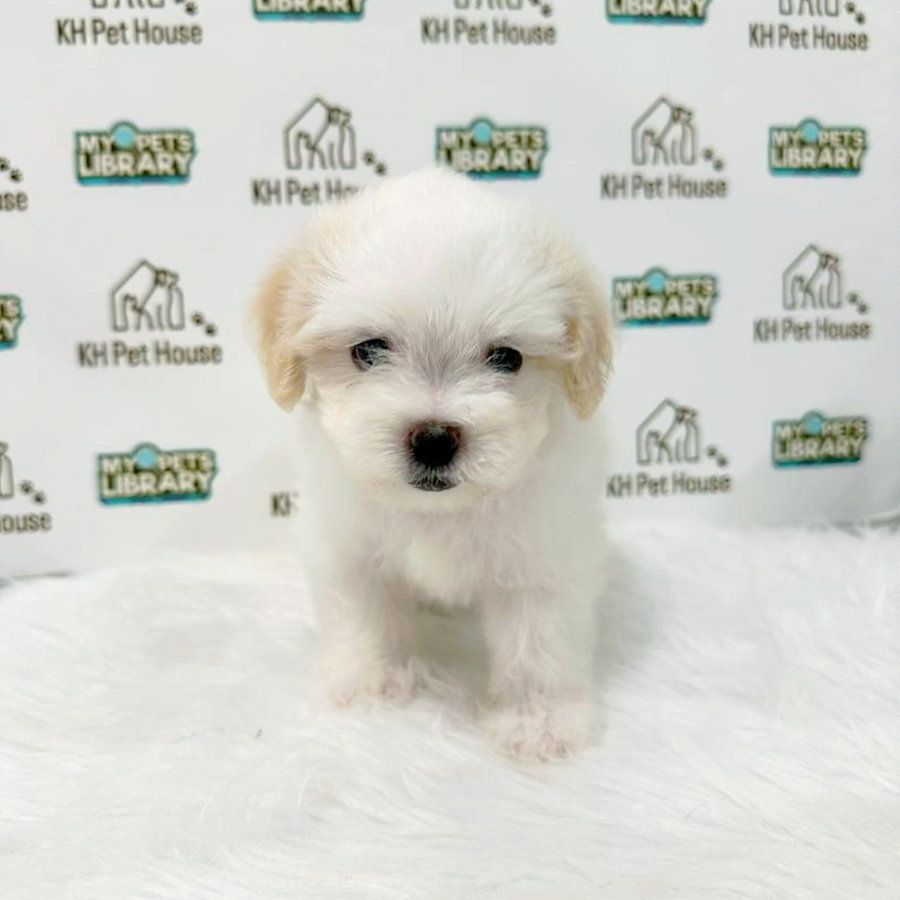 Maltipoo Puppy