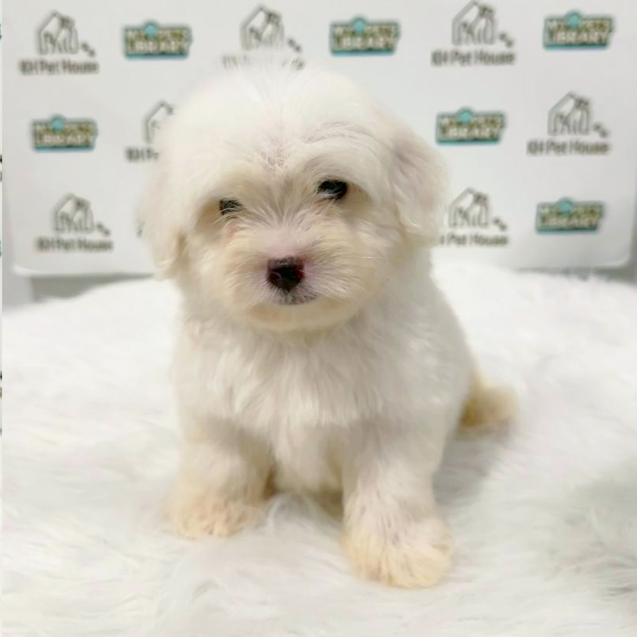 Maltipoo Puppy