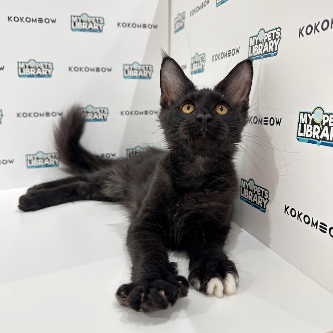 Maine Coon Kitten