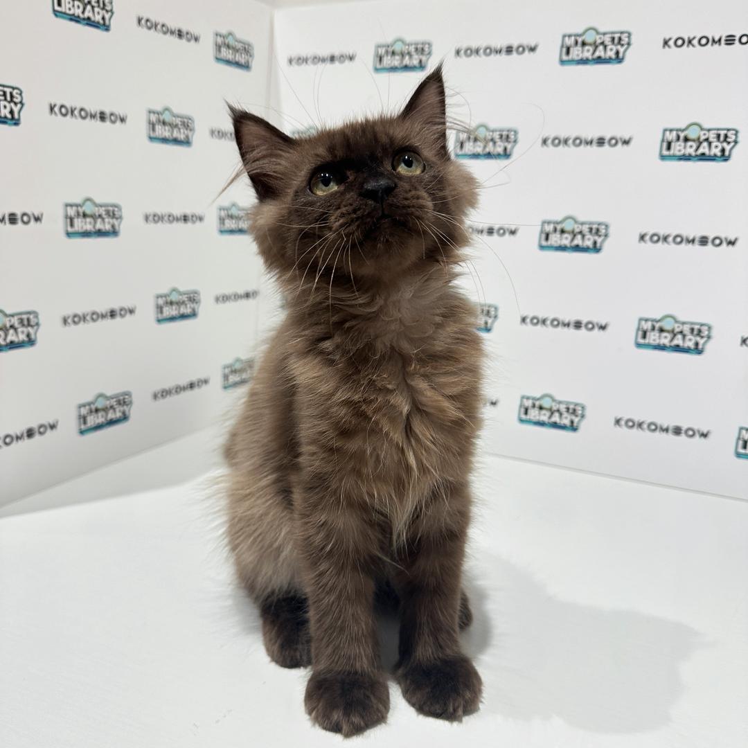 Scottishstraight Kitten