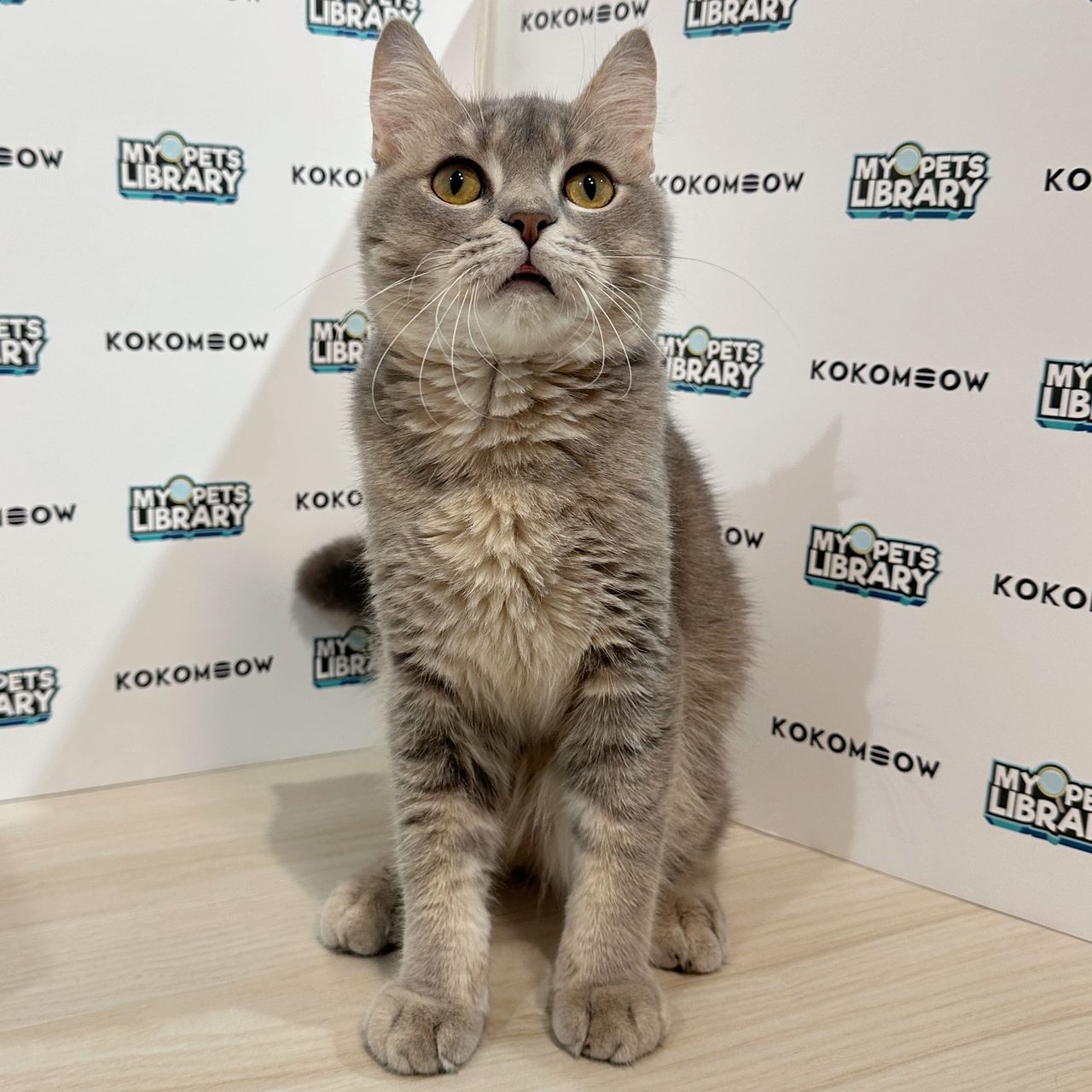 British Shorthair Kitten