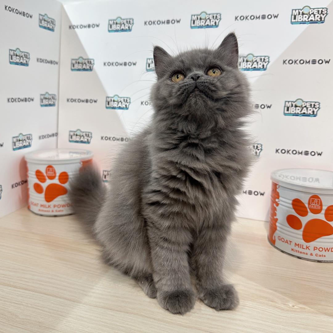 Persian Kitten