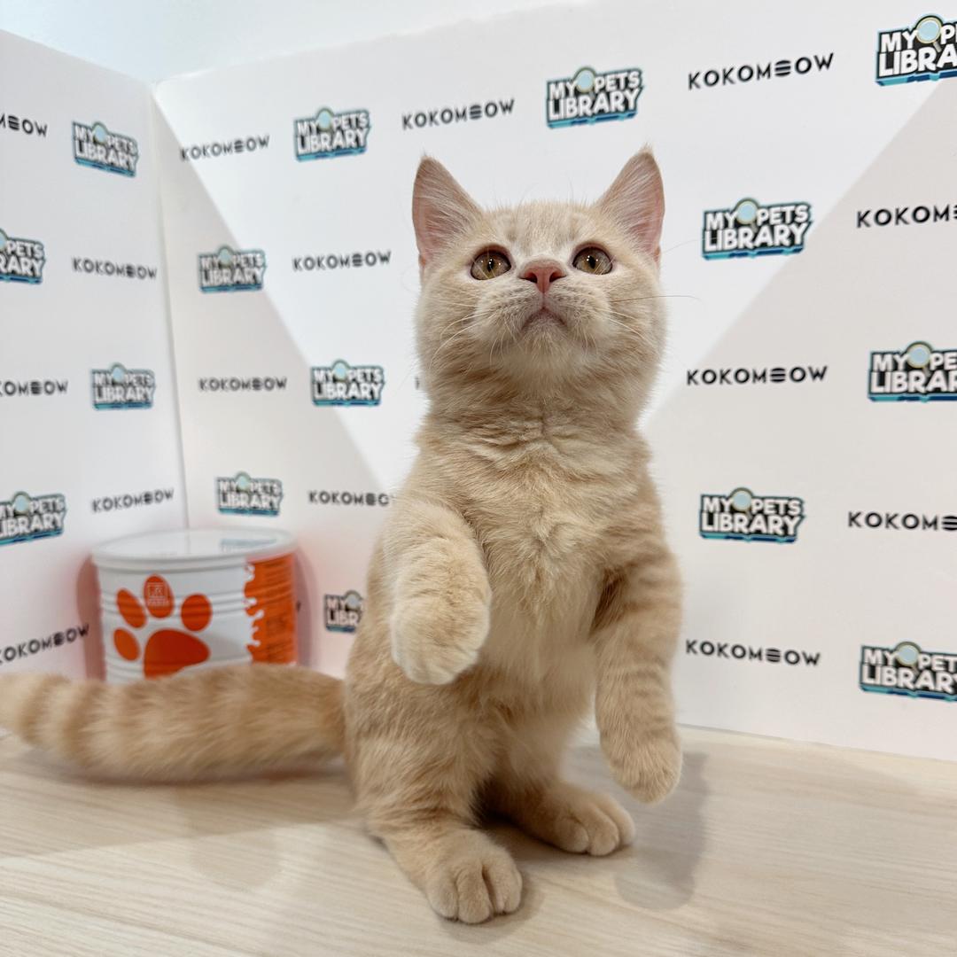Super Short Munchkin British Shorthair Kitten