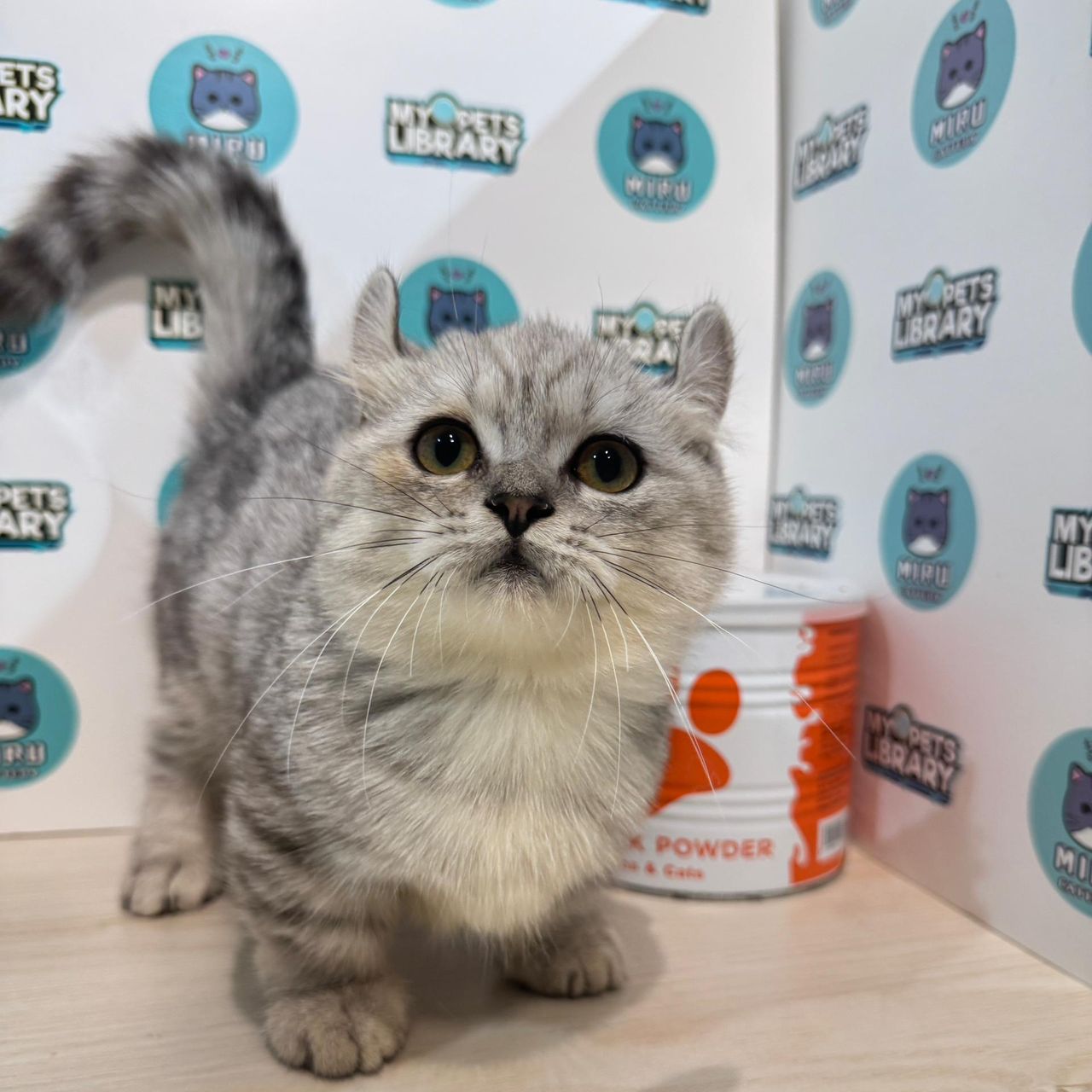 Super Short Munchkin Kinkalow Kitten