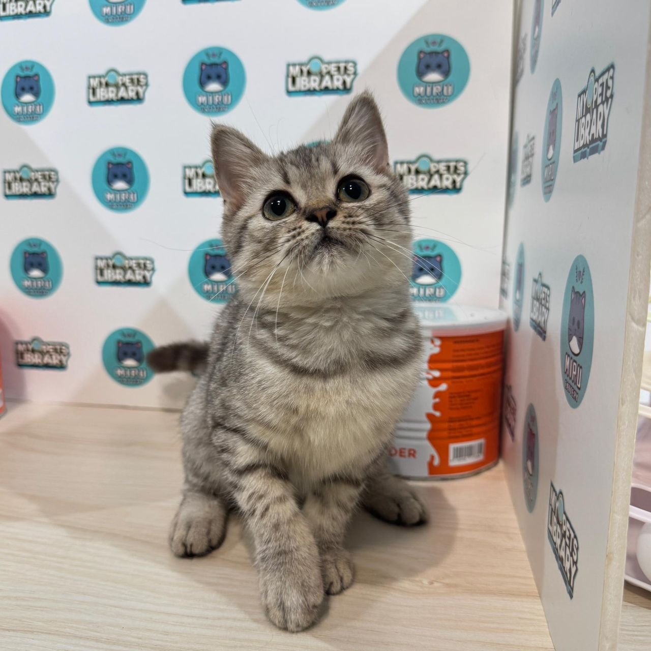 British Shorthair Kitten