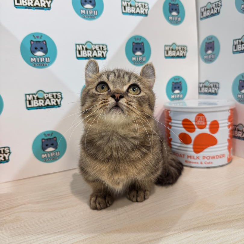 Super Short Munchkin Kinkalow Kitten