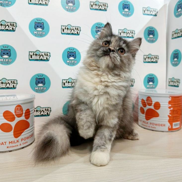 Minuet Napoleon Kitten