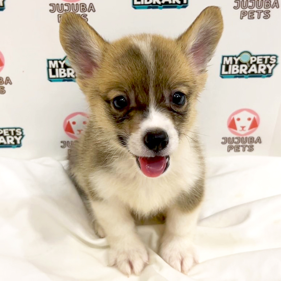 Welsh Corgi Puppy