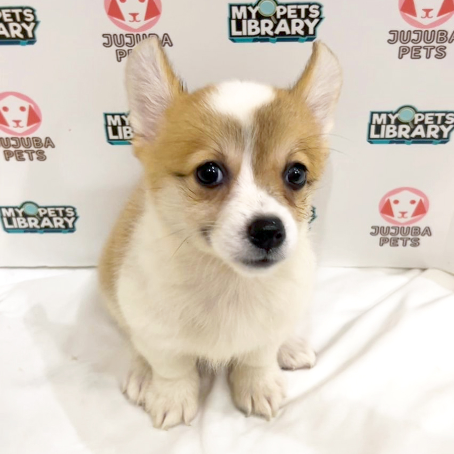 Welsh Corgi Puppy