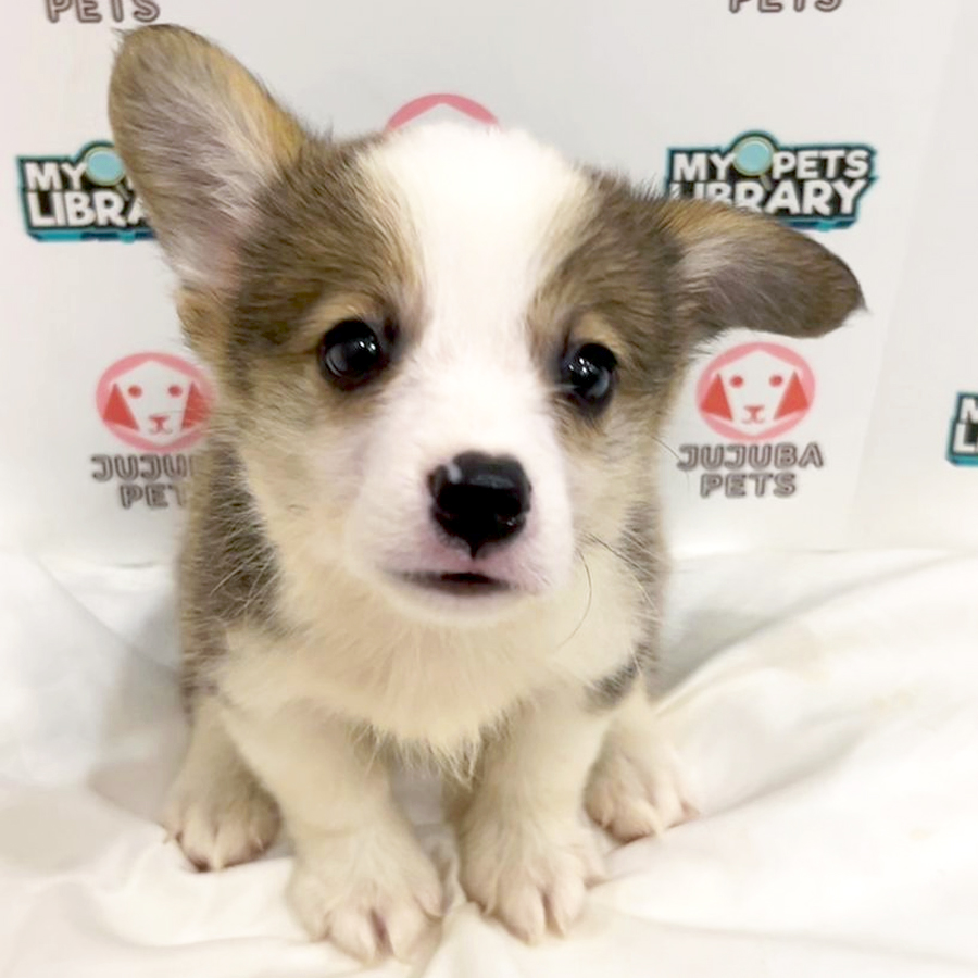 Welsh Corgi Puppy