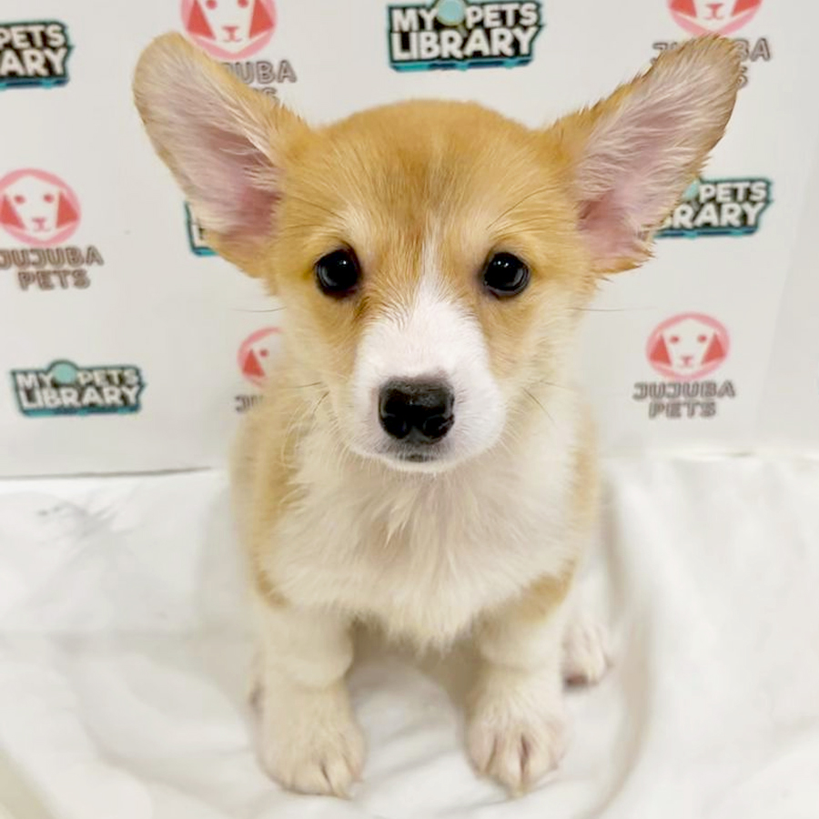 Welsh Corgi Puppy